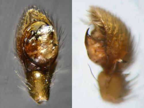 Drassyllus pumilus
